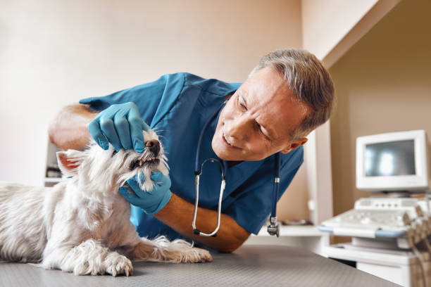 Best Broken or Cracked Tooth Emergency Dentist in Waelder, TX